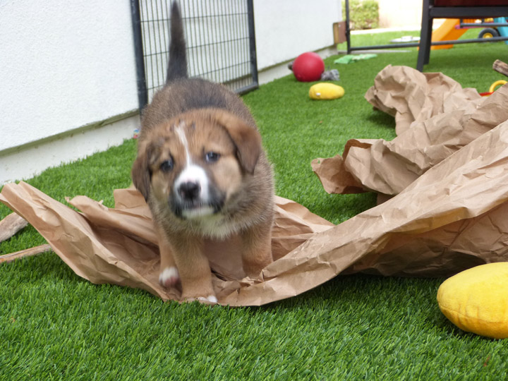 chinook dog